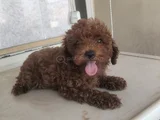 Sağlık garantili toy poodle