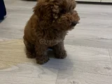 Toy Poodle