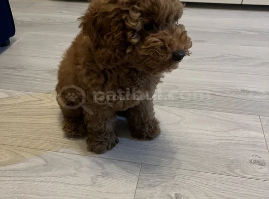 Toy Poodle görsel