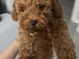 Toy poodle