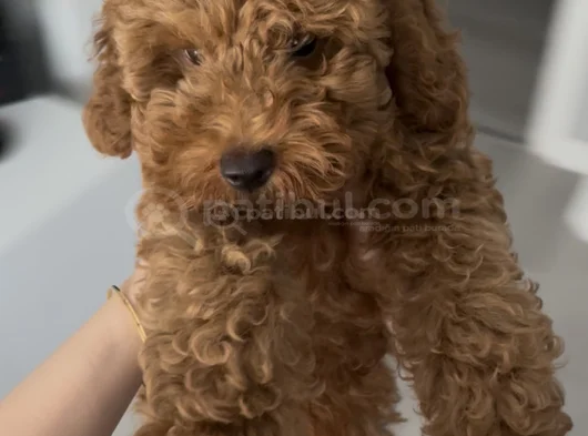 Toy Poodle