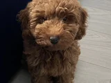 Toy Poodle