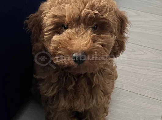 Toy Poodle görsel