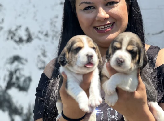 Elizabet Beagle Yavrularımız görsel