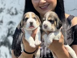 Elizabet beagle yavrularımız