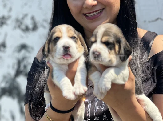Elizabet beagle yavrularımız