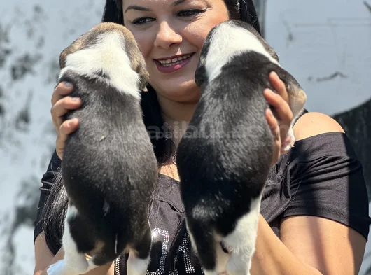 Elizabet Beagle Yavrularımız görsel