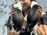 Elizabet Beagle Yavrularımız