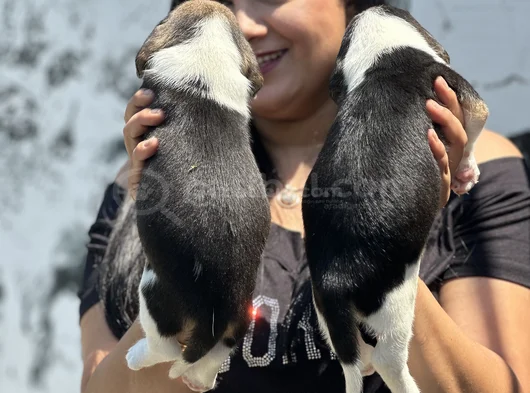 Elizabet Beagle Yavrularımız görsel