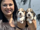 Elizabet Beagle Yavrularımız