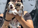 Elizabet Beagle Yavrularımız