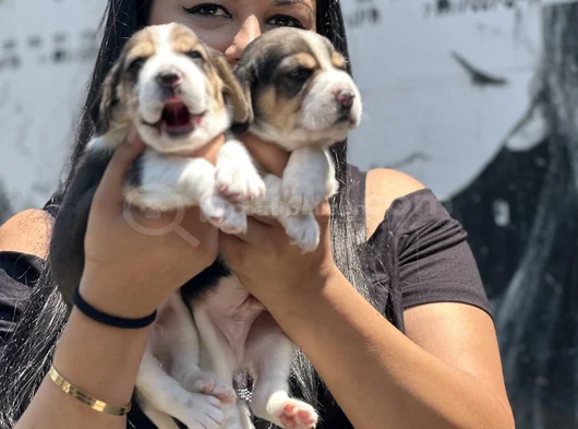 Elizabet Beagle Yavrularımız görsel