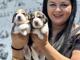 Elizabet Beagle Yavrularımız