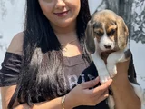 Mükemmel Beagle Yavrularımız