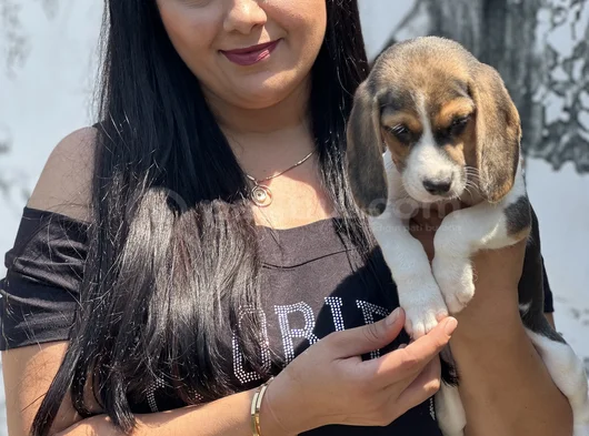 Mükemmel Beagle Yavrularımız görsel
