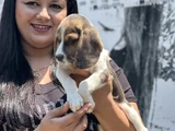 Mükemmel Beagle Yavrularımız
