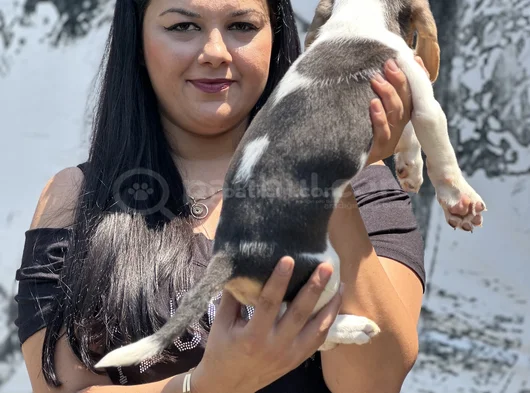 Mükemmel Beagle Yavrularımız görsel