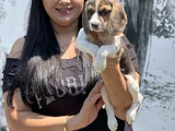 Mükemmel Beagle Yavrularımız