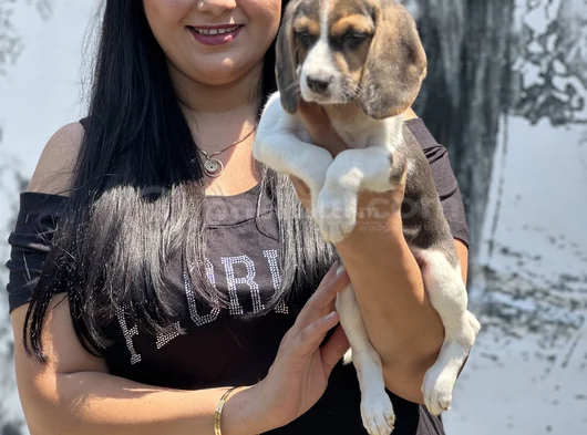 Mükemmel Beagle Yavrularımız görsel
