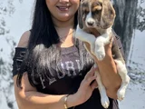 Mükemmel beagle yavrularımız