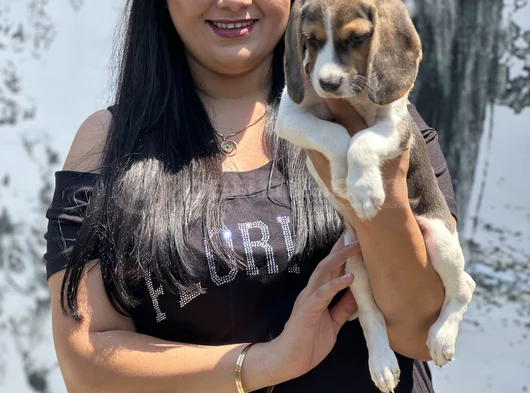 Mükemmel Beagle Yavrularımız