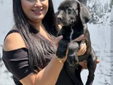 Sakan Cane Corso Yavrularım