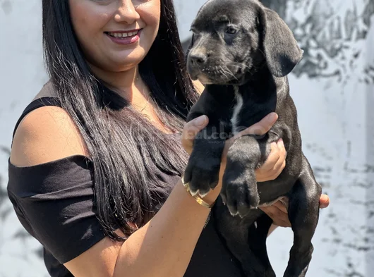 Sakan Cane Corso Yavrularım görsel