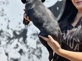 Sakan Cane Corso Yavrularım
