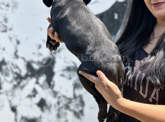 Sakan Cane Corso Yavrularım görsel
