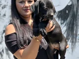 Sakan Cane Corso Yavrularım