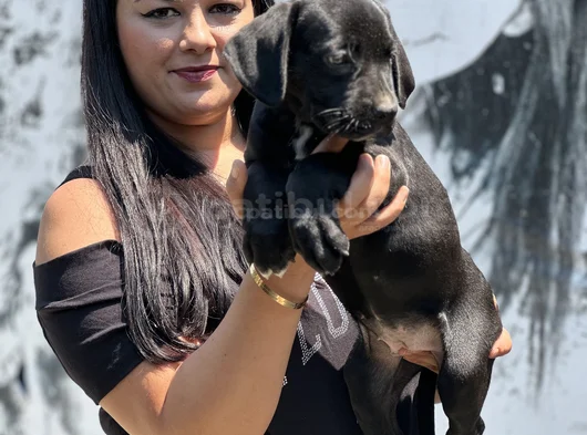 Sakan Cane Corso Yavrularım görsel
