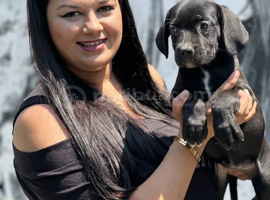 Sakan cane corso yavrularım
