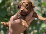 Safkan Toypoodle Yavrularımız