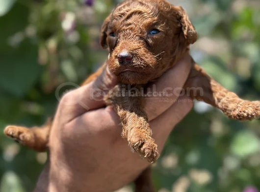 Safkan Toypoodle Yavrularımız görsel