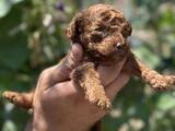Safkan Toypoodle Yavrularımız