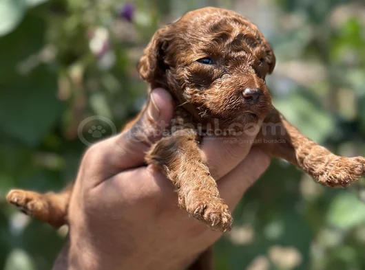 Safkan Toypoodle Yavrularımız görsel