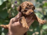 Safkan toypoodle yavrularımız