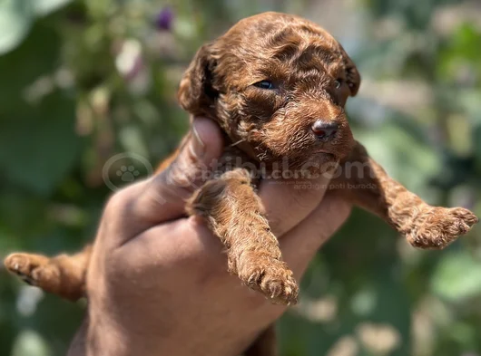 Safkan toypoodle yavrularımız