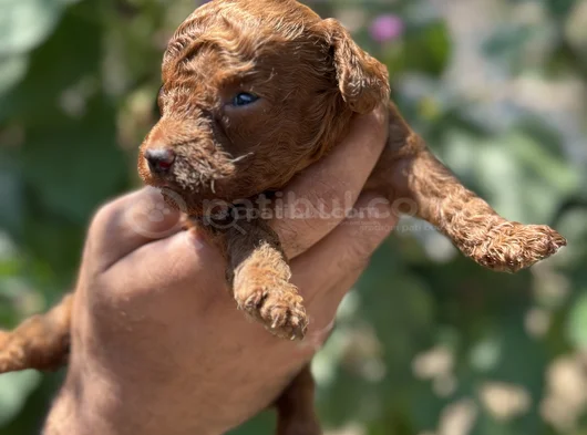Safkan Toypoodle Yavrularımız görsel