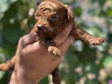Safkan Toypoodle Yavrularımız