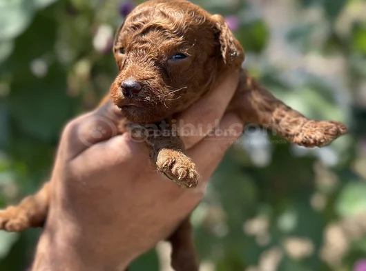 Safkan Toypoodle Yavrularımız görsel