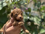 Safkan Toypoodle Yavrularımız