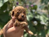 Safkan Toypoodle Yavrularımız