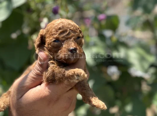 Safkan Toypoodle Yavrularımız görsel