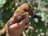 Safkan Toypoodle Yavrularımız