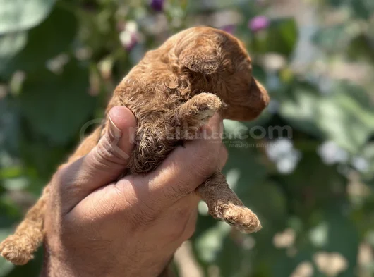 Safkan Toypoodle Yavrularımız görsel
