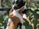 Mükemmel Border Collie Yavrularım