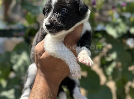 Mükemmel Border Collie Yavrularım görsel