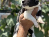 Mükemmel Border Collie Yavrularım