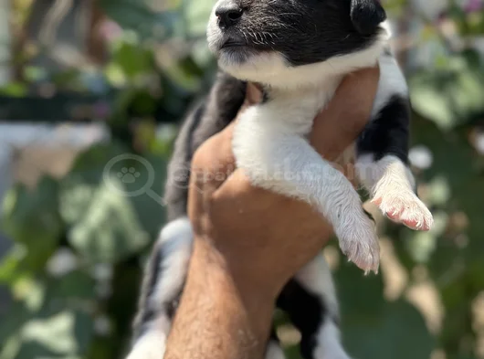 Mükemmel Border Collie Yavrularım görsel